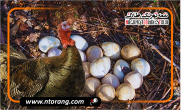 تفاوت بوقلمون‌های گوشتی و تخم‌گذار: کدام مناسب پرورش شماست؟